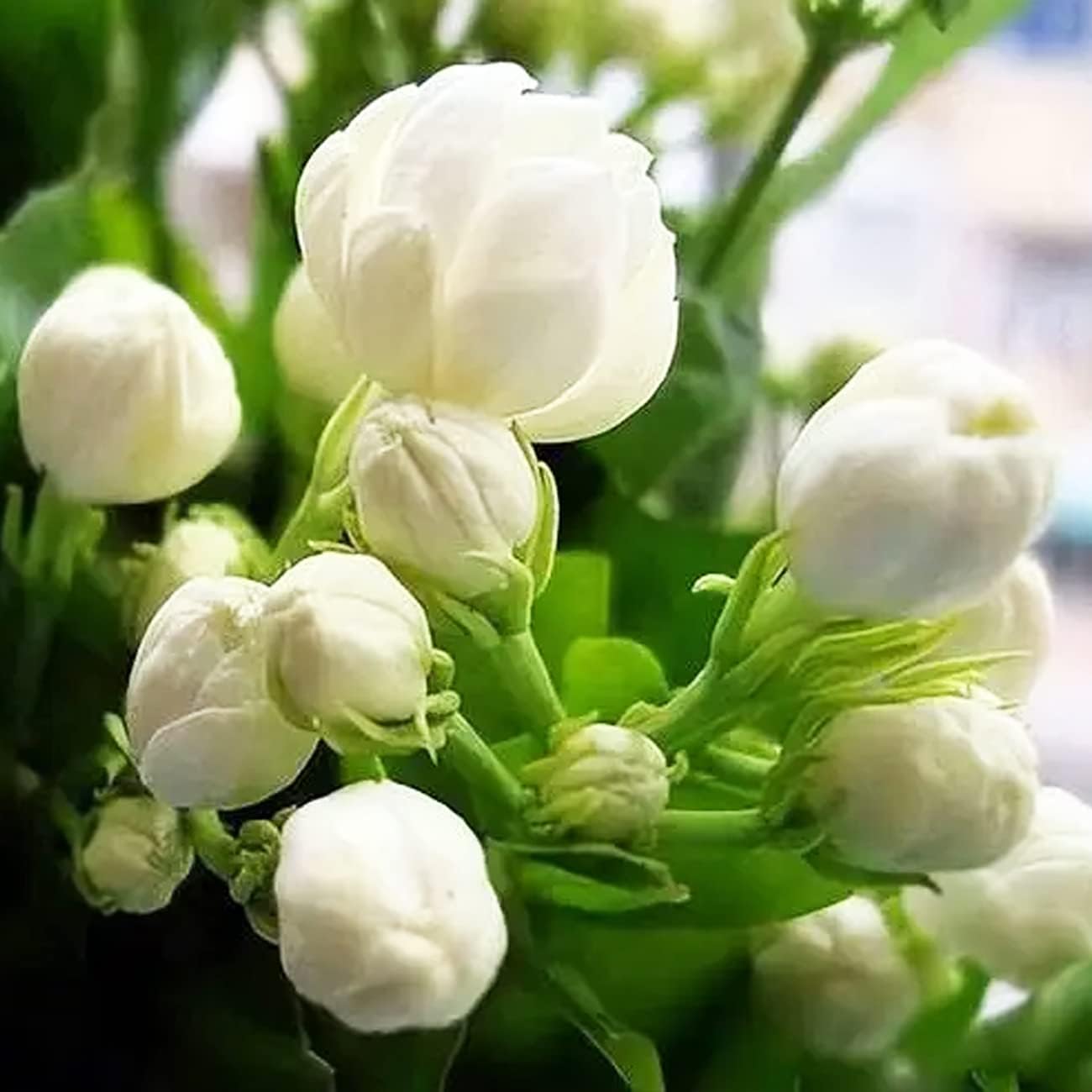 500PCS Jasmine Flower Seeds Fragrant Plant for Planting Garden