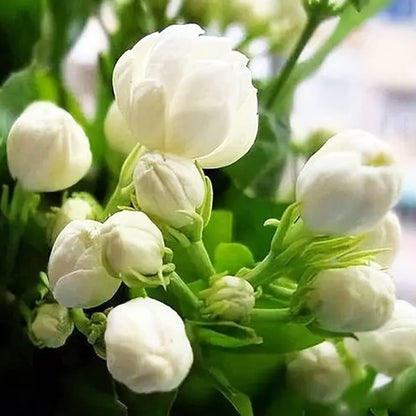 500PCS Jasmine Flower Seeds Fragrant Plant for Planting Garden