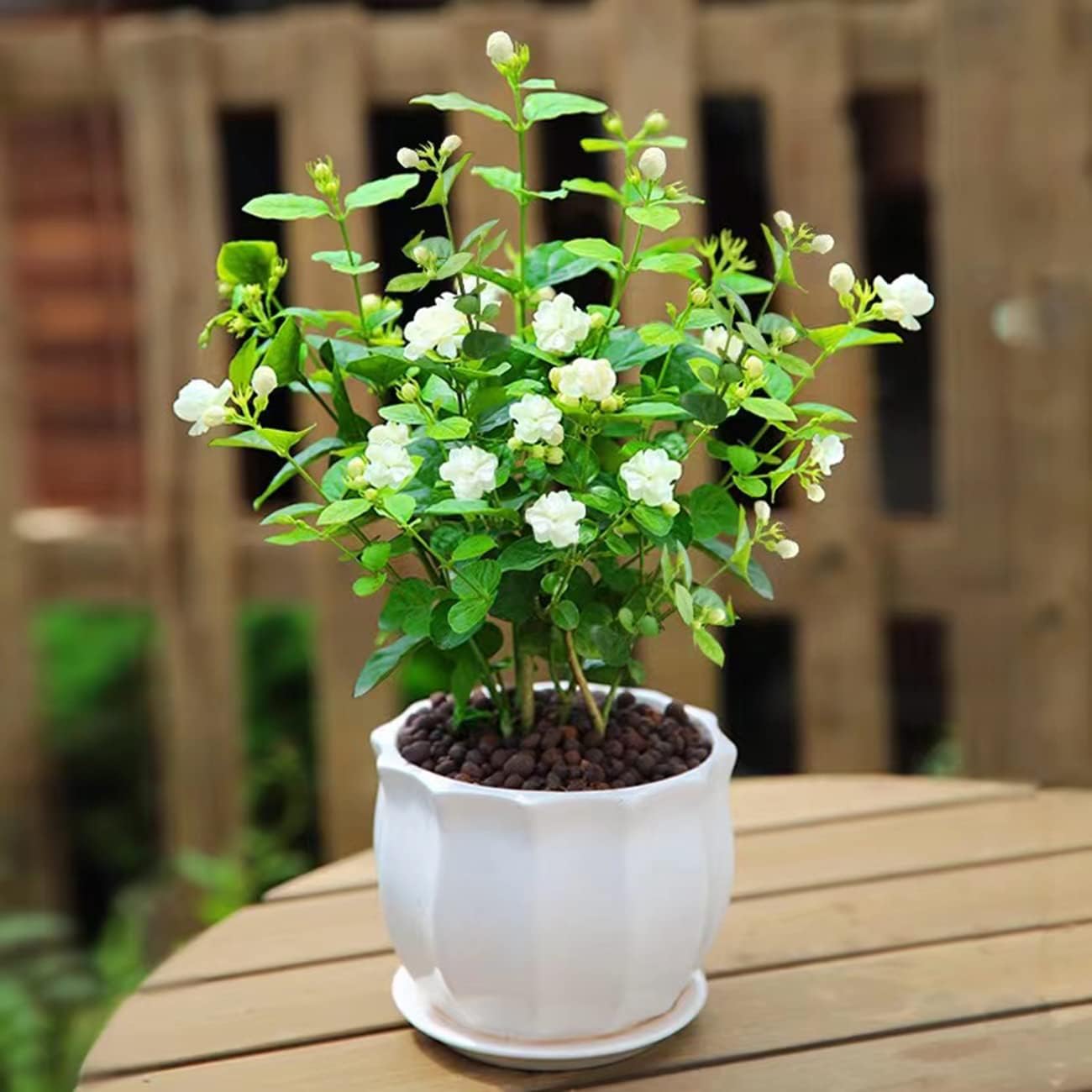 500PCS Jasmine Flower Seeds Fragrant Plant for Planting Garden